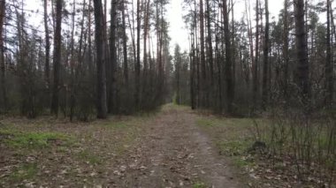 Gün boyunca ormanda yol, ağır çekim.