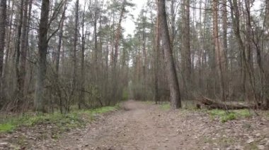 Gün boyunca ormanda yol, ağır çekim.