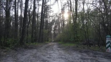 Gün boyunca ormanda yol, ağır çekim.