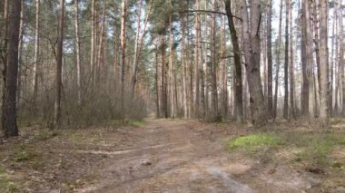 Gün boyunca ormanda yol, ağır çekim.
