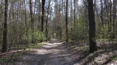 Gün boyunca ormanda yol, ağır çekim.