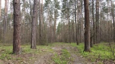 Gün boyunca ormanda yol, ağır çekim.