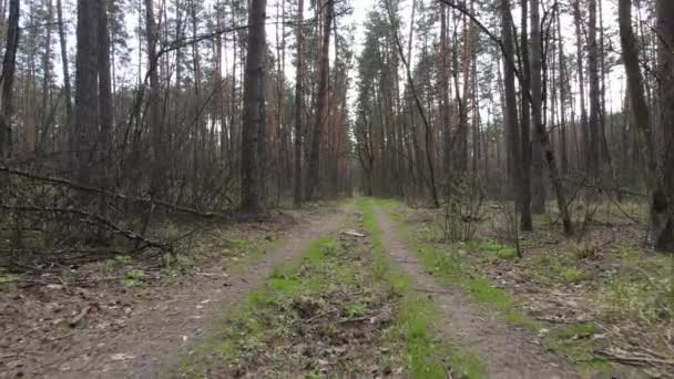 Väg i skogen under dagen, slow motion — Stockvideo