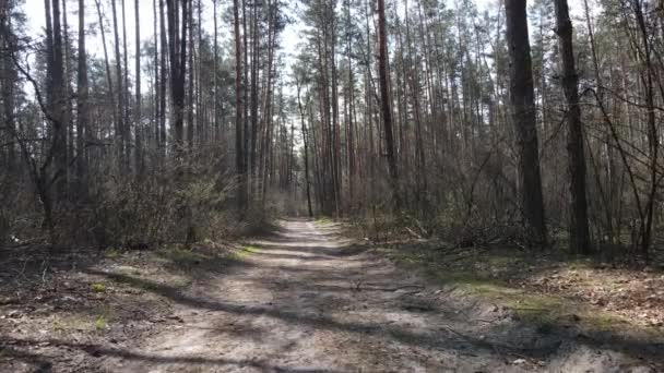 Дорога в лесу днем, замедленная съемка — стоковое видео