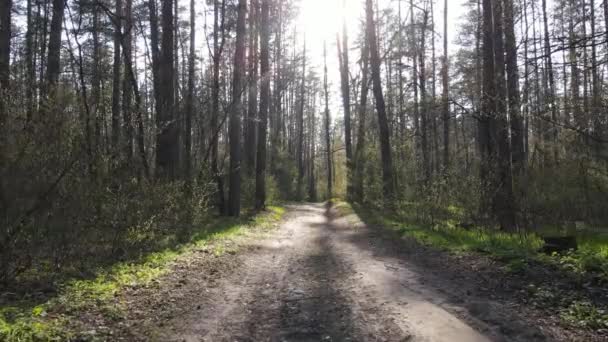 Дорога в лесу днем, замедленная съемка — стоковое видео