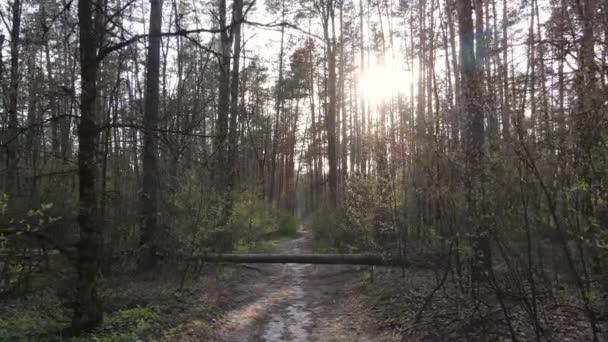 Tagsüber Straße im Wald, Zeitlupe — Stockvideo