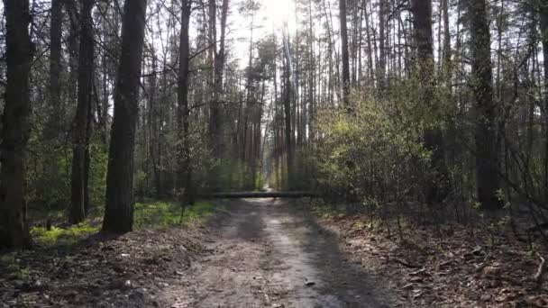 Tagsüber Straße im Wald, Zeitlupe — Stockvideo