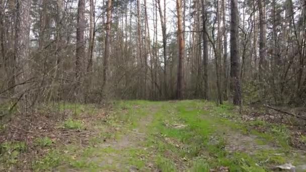 Route dans la forêt pendant la journée, ralenti — Video