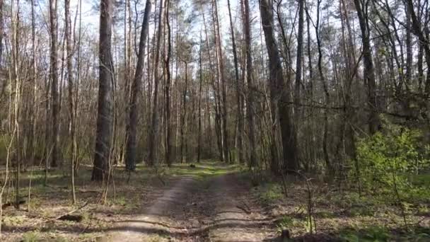 Дорога в лісі протягом дня, повільний рух — стокове відео