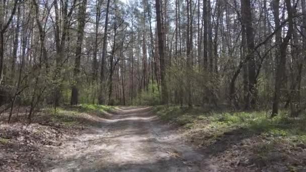 Strada nella foresta durante il giorno, rallentatore — Video Stock