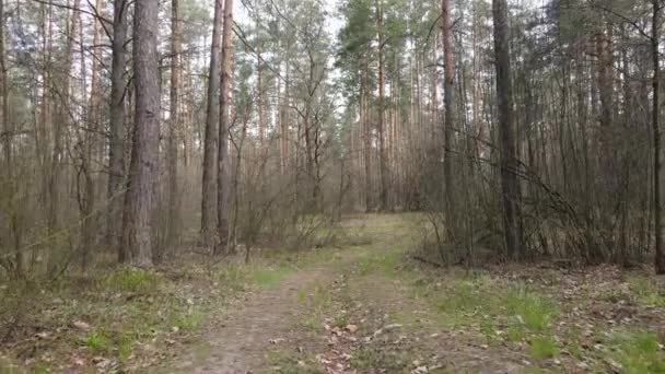 Väg i skogen under dagen, slow motion — Stockvideo