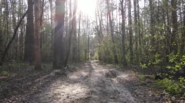 Gün boyunca ormanda yol, ağır çekim.