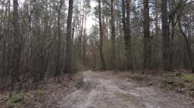 Gün boyunca ormanda yol, ağır çekim.