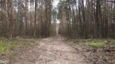 Gün boyunca ormanda yol, ağır çekim.