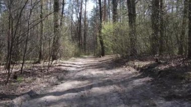 Gün boyunca ormanda yol, ağır çekim.
