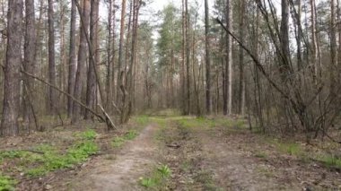 Gün boyunca ormanda yol, ağır çekim.