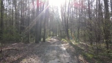 Gün boyunca ormanda yol, ağır çekim.