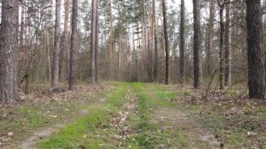 Gün boyunca ormanda yol, ağır çekim.