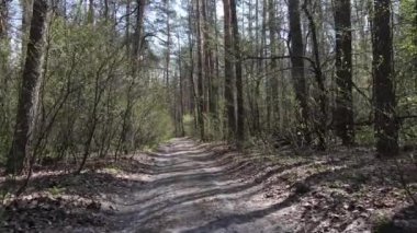 Gün boyunca ormanda yol, ağır çekim.