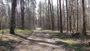 Gün boyunca ormanda yol, ağır çekim.