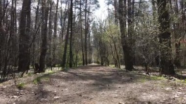 Gün boyunca ormanda yol, ağır çekim.