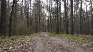 Gün boyunca ormanda yol, ağır çekim.