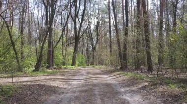 Gün boyunca ormanda yol, ağır çekim.