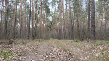 Gün boyunca ormanda yol, ağır çekim.