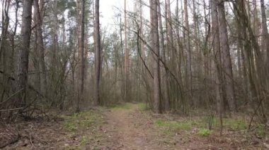 Gün boyunca ormanda yol, ağır çekim.