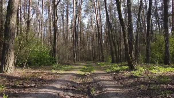 Camino en el bosque durante el día, cámara lenta — Vídeos de Stock