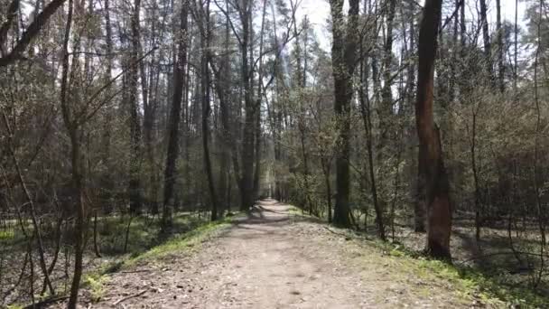 白天在森林里的路，慢行 — 图库视频影像