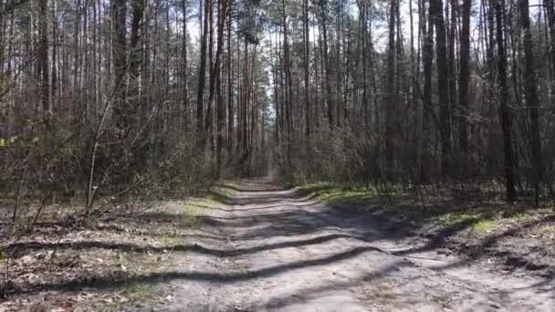 Camino en el bosque durante el día, cámara lenta — Vídeo de stock