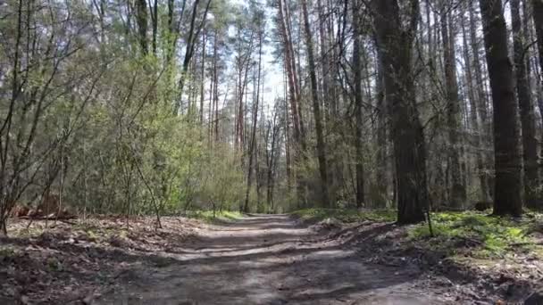 낮 에는 숲 속의 도로, 느린 동작 — 비디오
