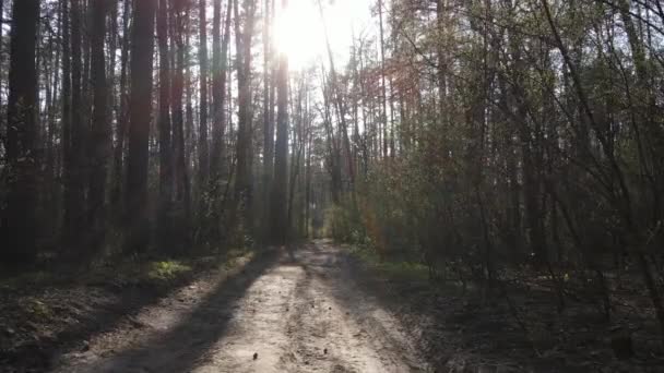 Tagsüber Straße im Wald, Zeitlupe — Stockvideo