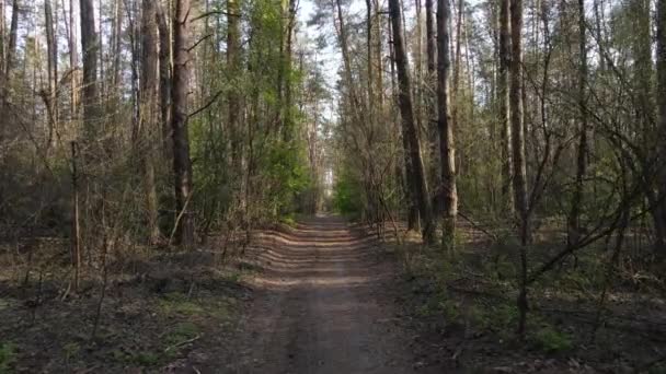 Gün boyunca ormanda yol, ağır çekim. — Stok video