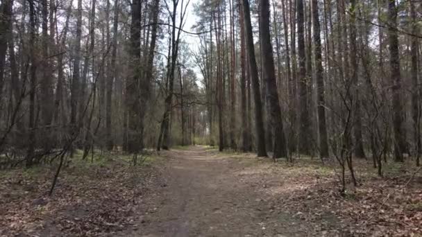 Overdag weg in het bos, slow motion — Stockvideo