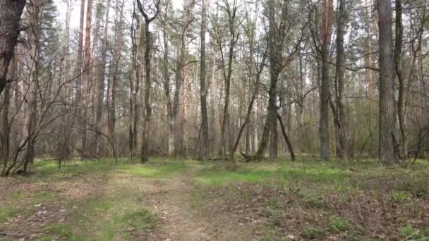 Estrada na floresta durante o dia, câmera lenta — Vídeo de Stock