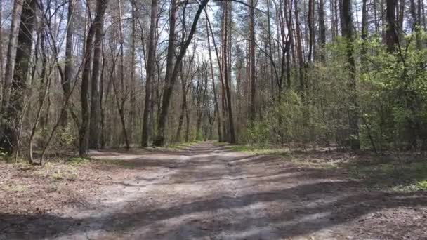 Strada nella foresta durante il giorno, rallentatore — Video Stock