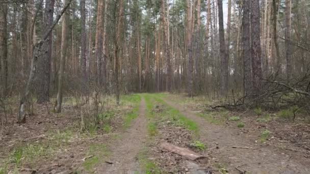 Дорога в лісі протягом дня, повільний рух — стокове відео