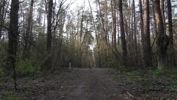 Camino en el bosque durante el día, cámara lenta — Vídeo de stock