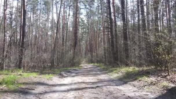 Camino en el bosque durante el día, cámara lenta — Vídeo de stock