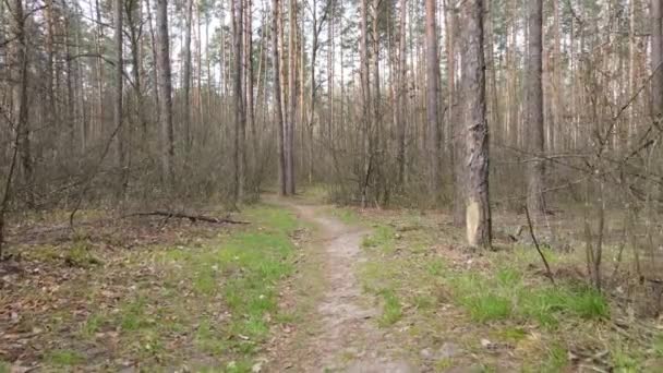 Camino en el bosque durante el día, cámara lenta — Vídeos de Stock