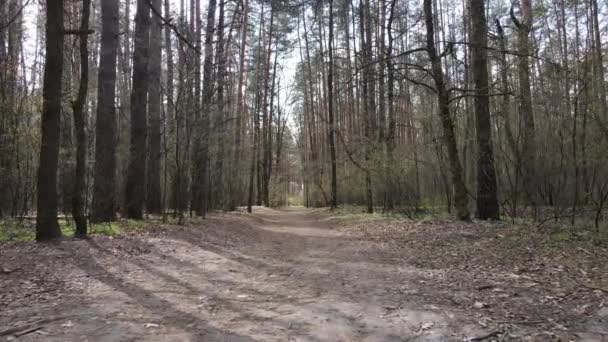 Tagsüber Straße im Wald, Zeitlupe — Stockvideo