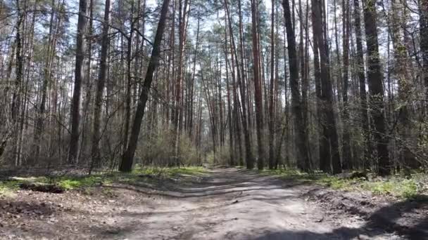 Δρόμος στο δάσος κατά τη διάρκεια της ημέρας, αργή κίνηση — Αρχείο Βίντεο
