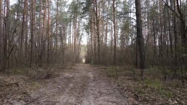 Strada nella foresta durante il giorno, rallentatore — Video Stock