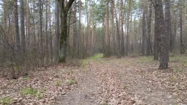 Strada nella foresta durante il giorno, rallentatore — Video Stock