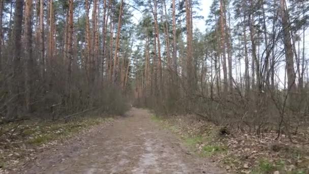 日中は森の中の道路、スローモーション — ストック動画