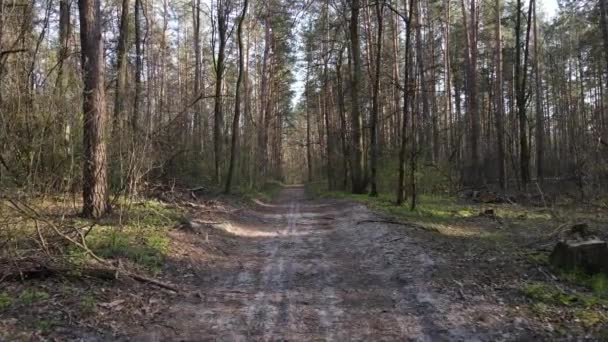 日中は森の中の道路、スローモーション — ストック動画