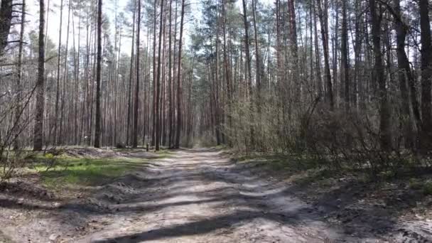 Strada nella foresta durante il giorno, rallentatore — Video Stock