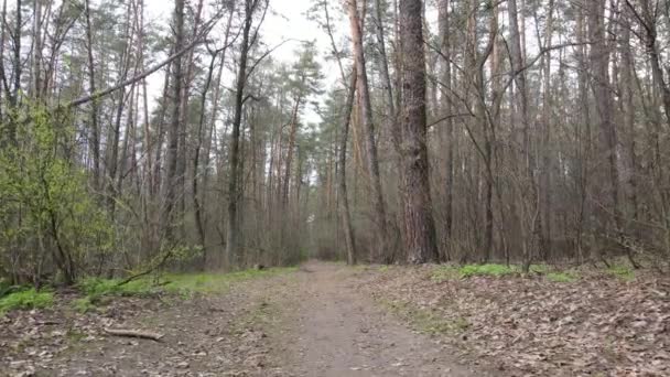 Väg i skogen under dagen, slow motion — Stockvideo